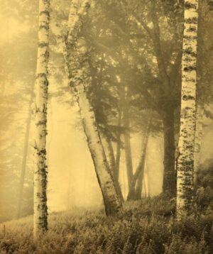 A group of trees in the woods with fog.
