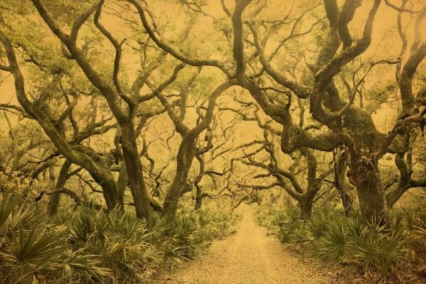 A painting of trees with the path leading through them.