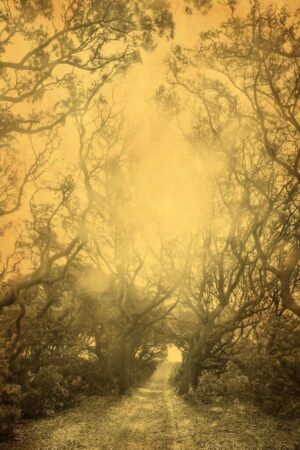 A yellow sky with trees in the background