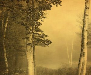 A painting of trees in the woods with fog
