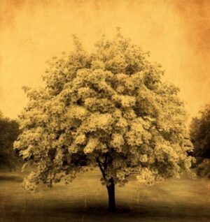 A tree with yellow flowers in the middle of it.