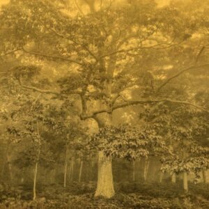 A large tree in the middle of a forest.