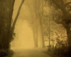 A foggy road with trees and bushes on both sides.