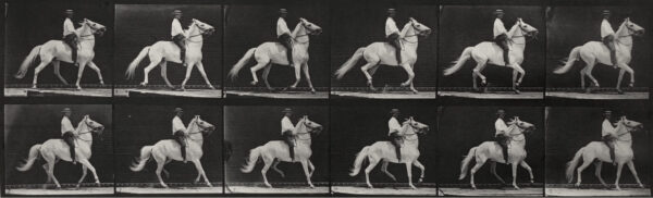A man riding on the back of a white horse.
