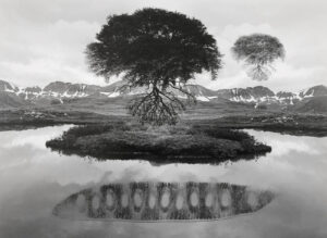 A black and white photo of trees in the water.
