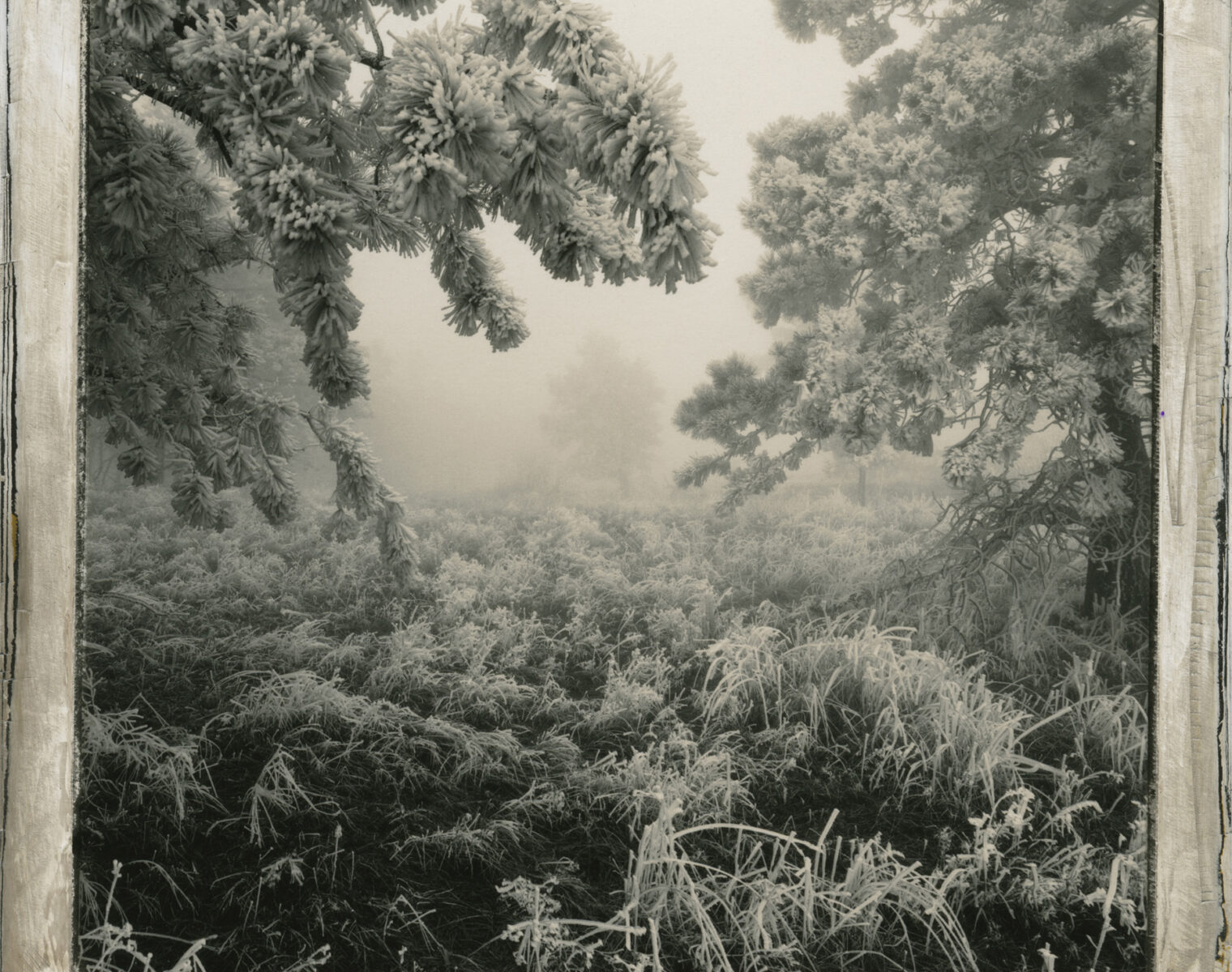 Foggy landscape with frosted trees and grass.