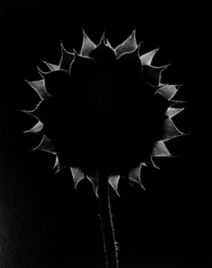 A black and white photo of a flower