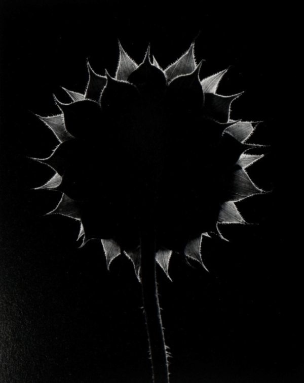 A black and white photo of a flower