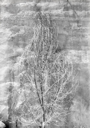 A tree is shown in black and white.