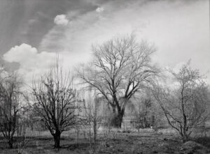A black and white photo of trees in the middle of a field.