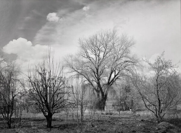A black and white photo of trees in the middle of a field.
