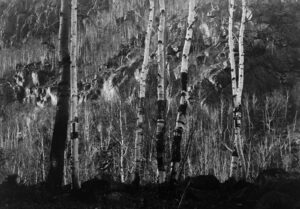 A black and white photo of trees in the woods.