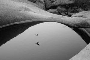 A bird flying over the water in black and white.