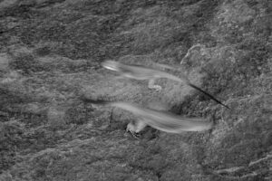 A bird flying over the ground in black and white.