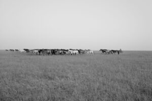 A herd of horses walking across the grass.