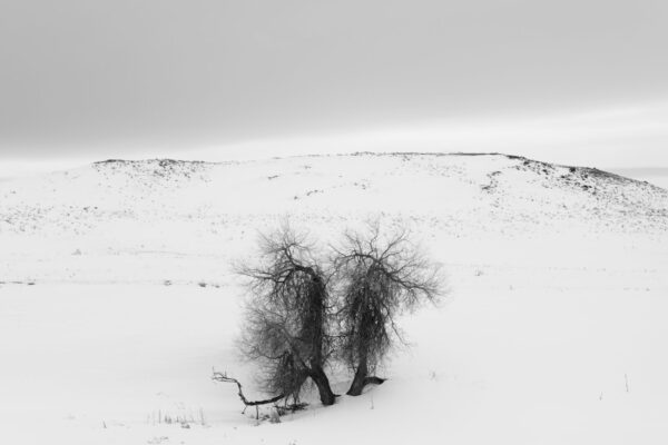 A black and white photo of trees in the snow.