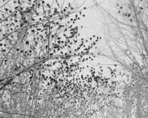 A black and white photo of trees with small cones.