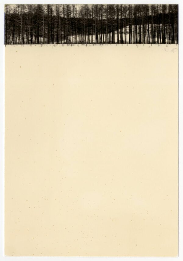 A sheet of paper with trees on it