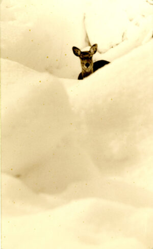A deer standing in the snow looking at something.