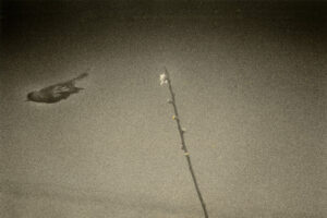 A long pole with a shadow of a bird on it.