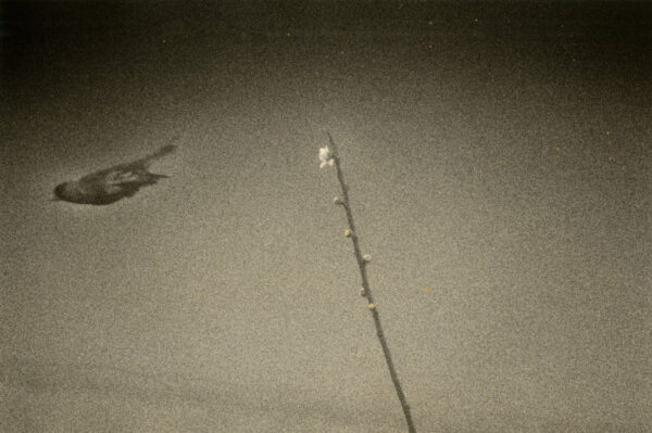 A long pole with a shadow of a bird on it.