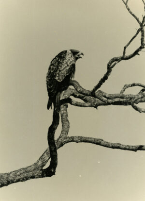 A bird perched on top of a tree branch.