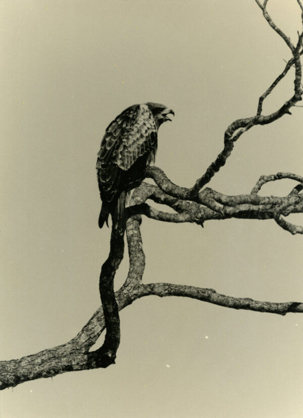 A bird perched on top of a tree branch.
