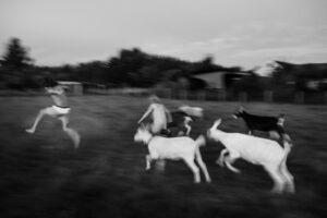 A group of people running with goats in the grass.