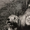 A woman and her dog in the woods.