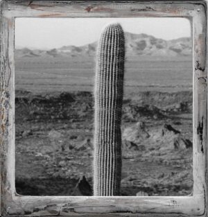 A tall cactus in the middle of nowhere.