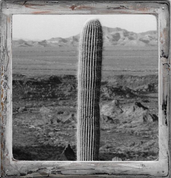 A tall cactus in the middle of nowhere.