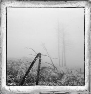 A black and white photo of trees in the fog.