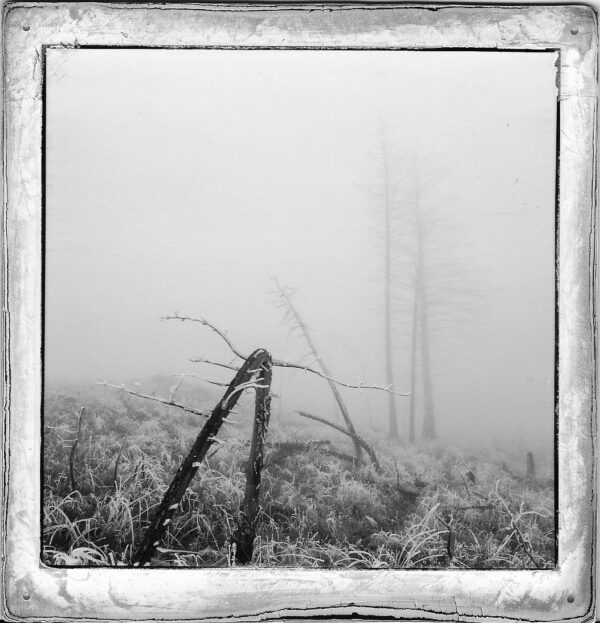 A black and white photo of trees in the fog.