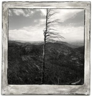 A tree that is standing up in the middle of a forest.