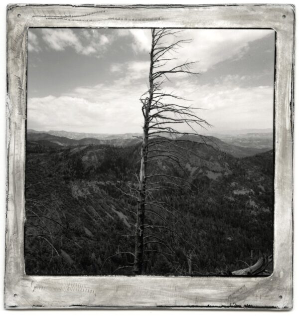 A tree that is standing up in the middle of a forest.