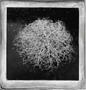 A black and white photo of a plant