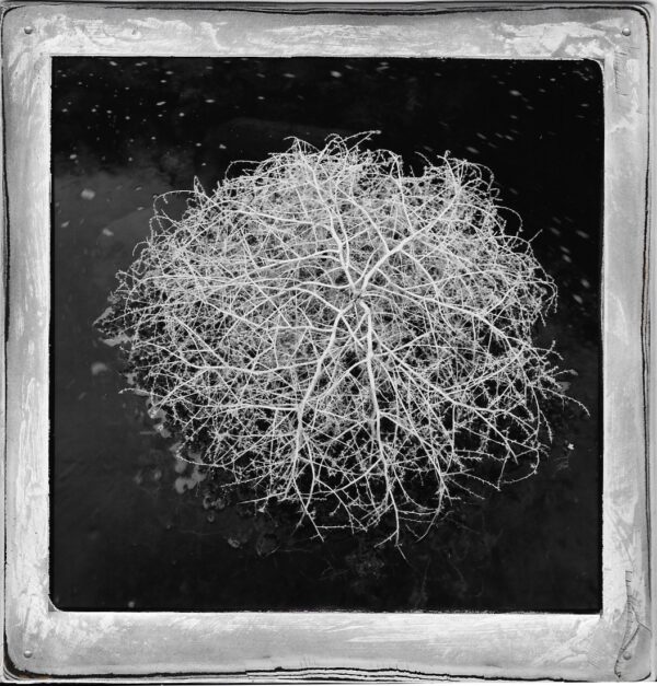 A black and white photo of a plant