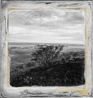 A black and white photo of a tree in the middle of nowhere.