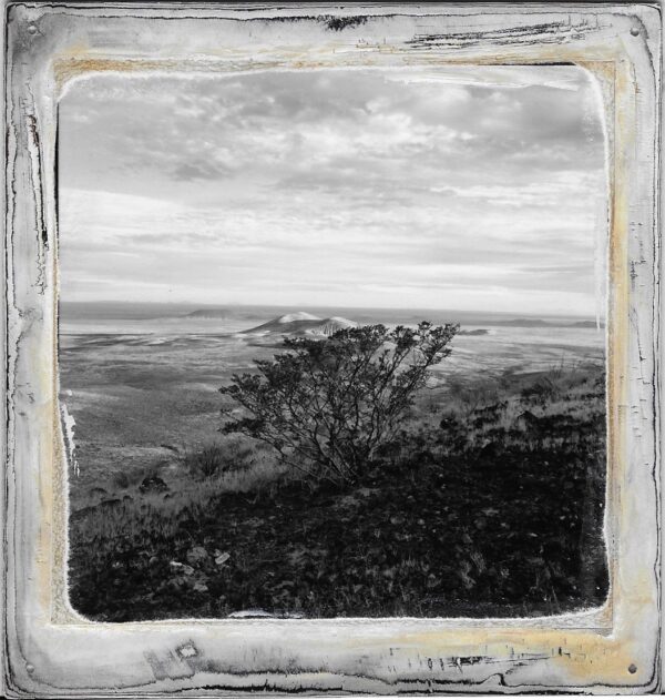 A black and white photo of a tree in the middle of nowhere.