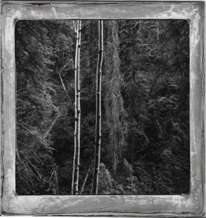 A black and white photo of a pole in the woods.