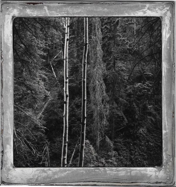 A black and white photo of a pole in the woods.