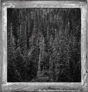 A black and white photo of trees in the forest.