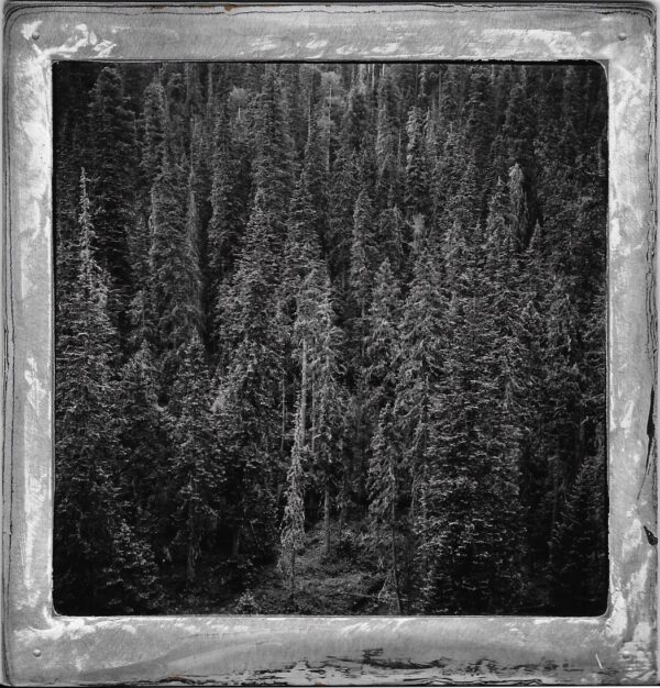 A black and white photo of trees in the forest.