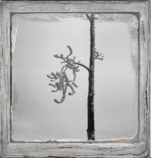 A tree with no leaves in the middle of a frame.