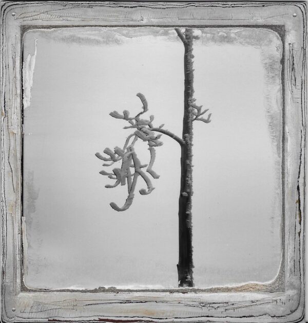 A tree with no leaves in the middle of a frame.