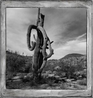 A black and white photo of a cactus in the desert.
