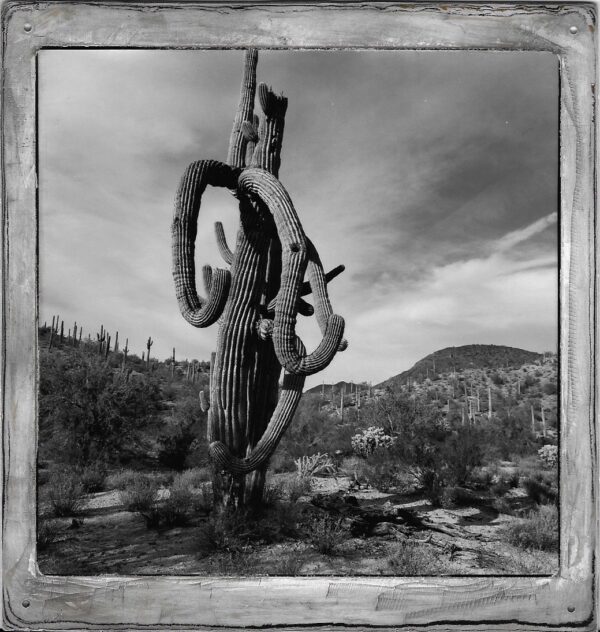 A black and white photo of a cactus in the desert.