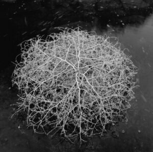 A black and white photo of a plant in water.