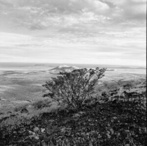 A black and white photo of trees on the side of a hill.