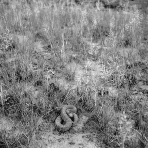 A snake in the middle of some grass